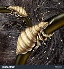 Lice Buster - Cover photo