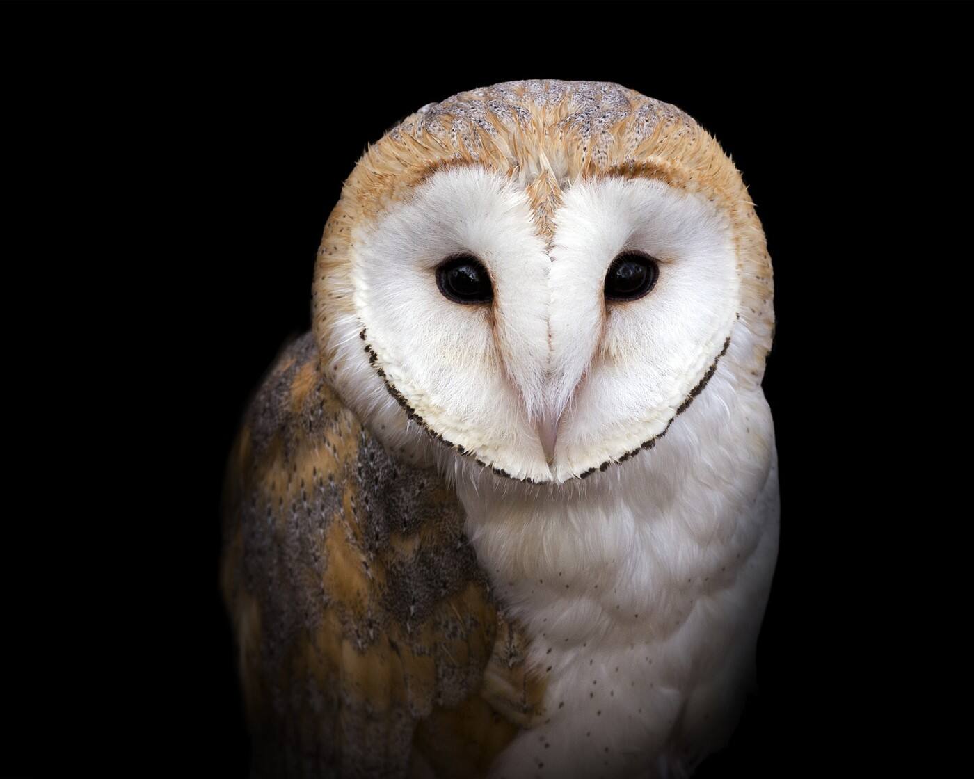Lilly & The Owl - Cover photo
