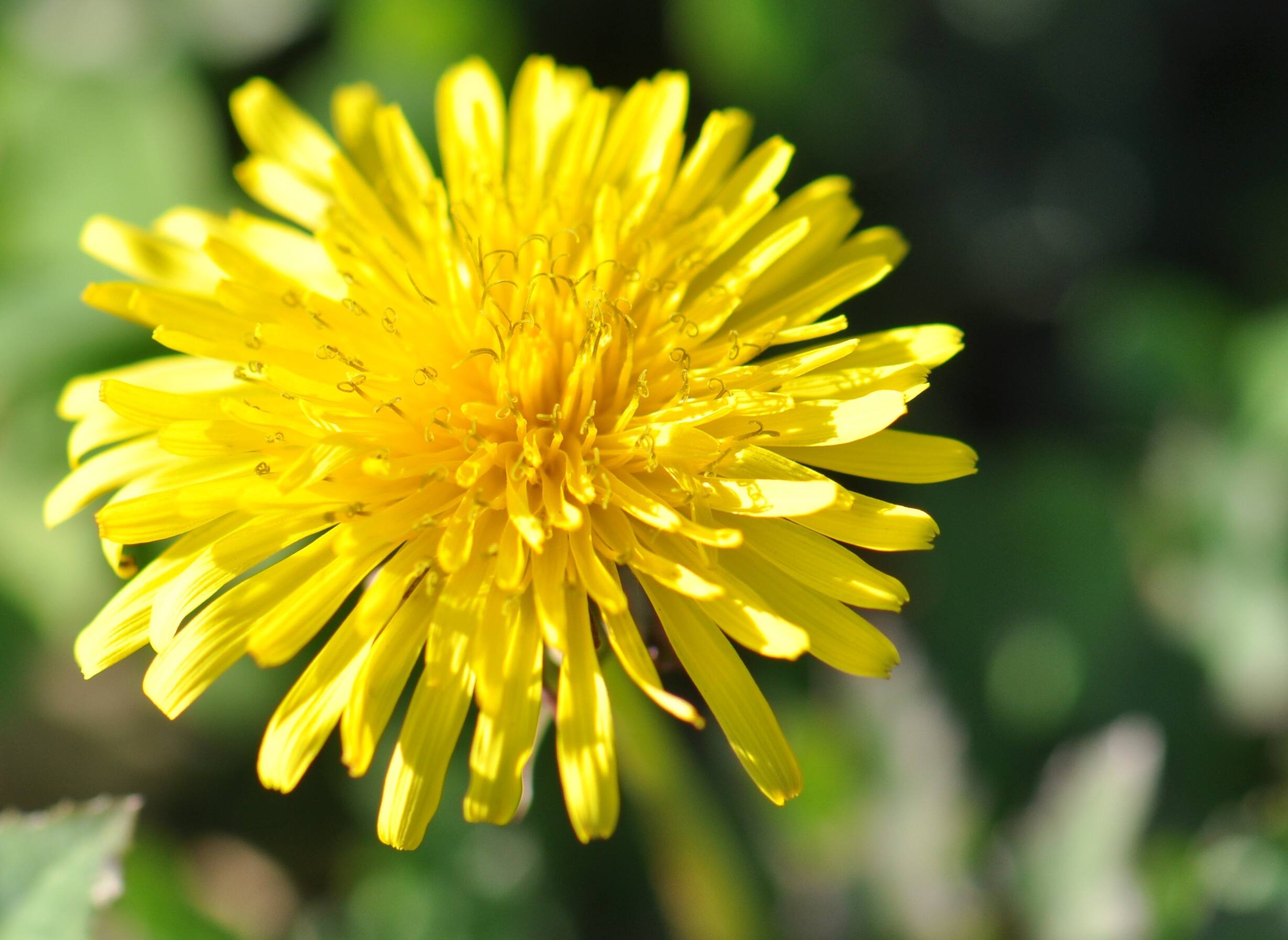Lisa Eastley Naturopathy - Logo