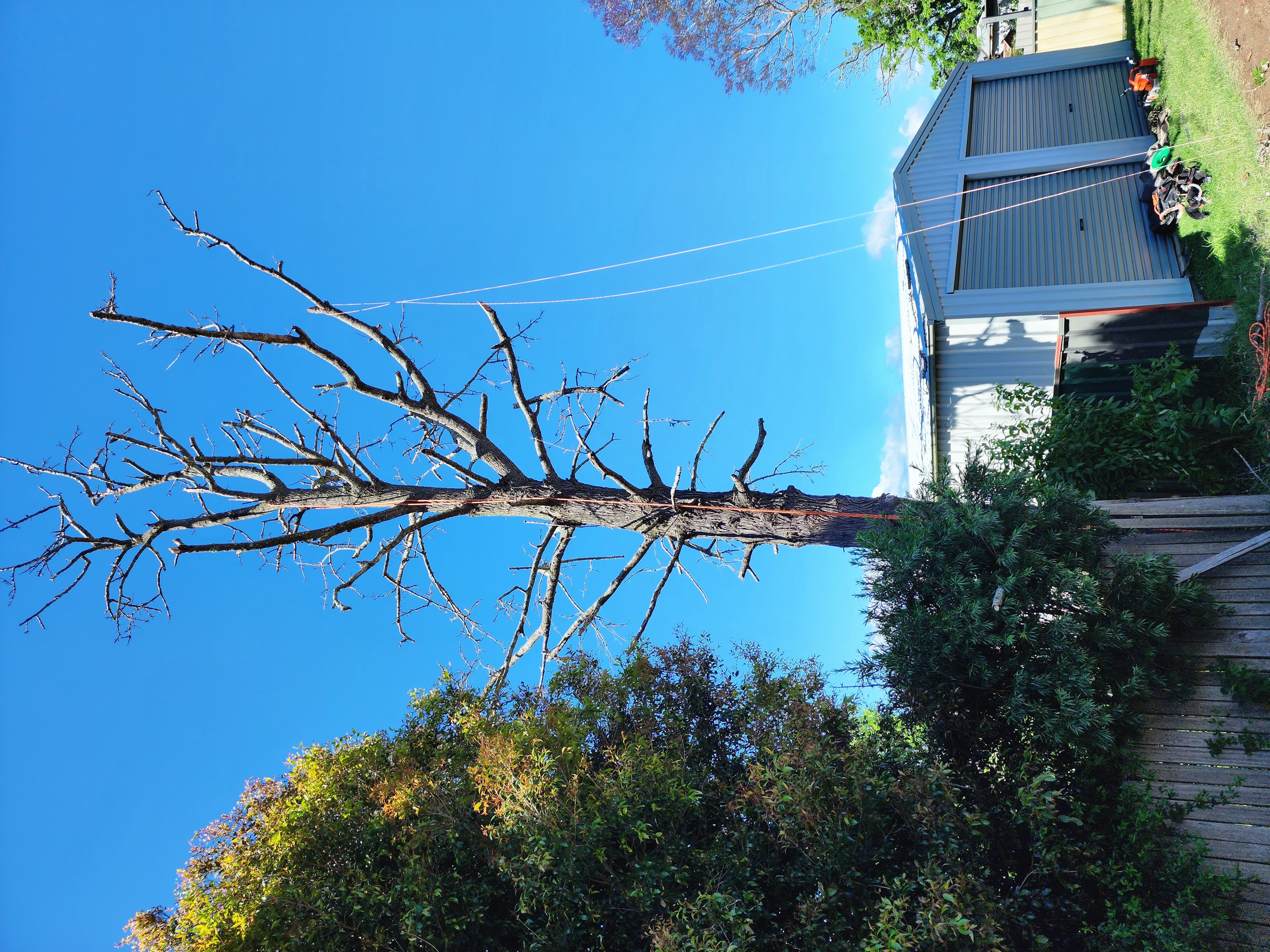 Litchfield Tree Services - Logo