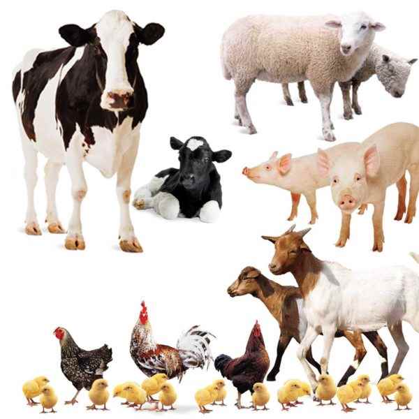 Livestock - Cover photo