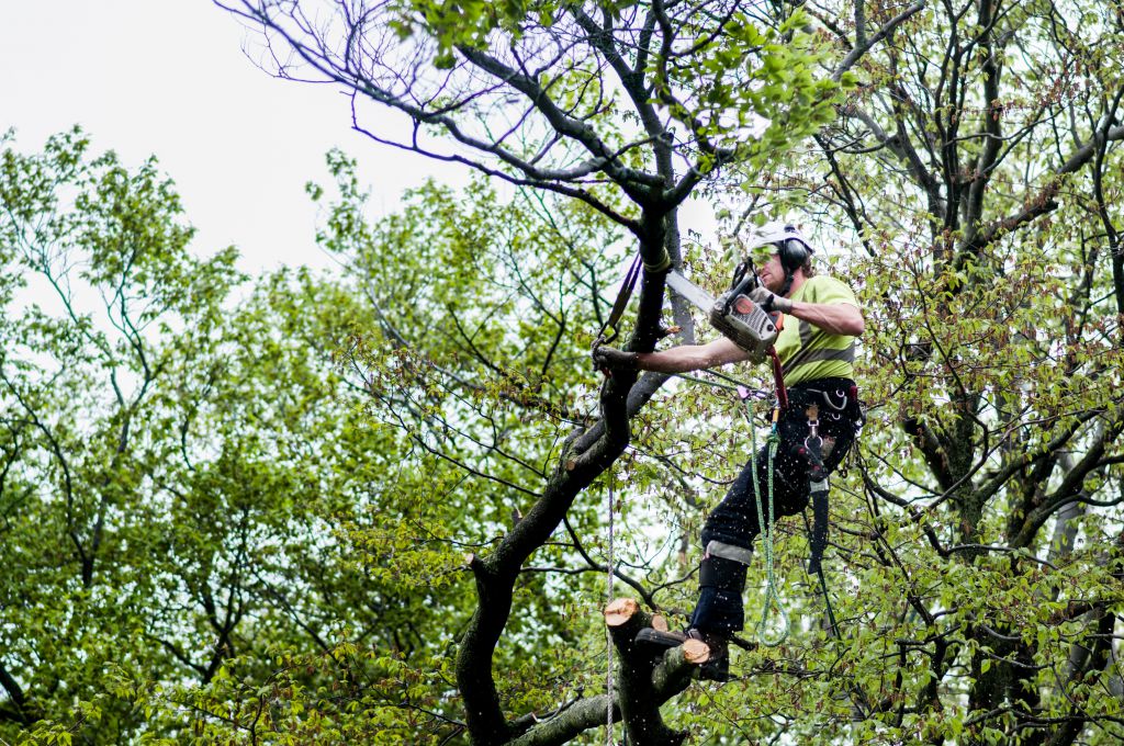 Live Tree - Cover photo