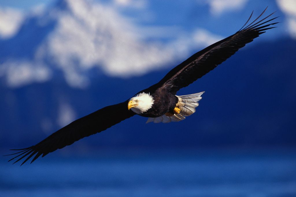 Living In Freedom Therapy - Logo
