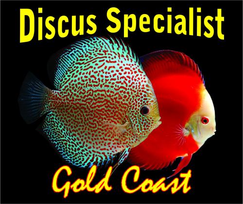 Living Reef Aquariums - Logo
