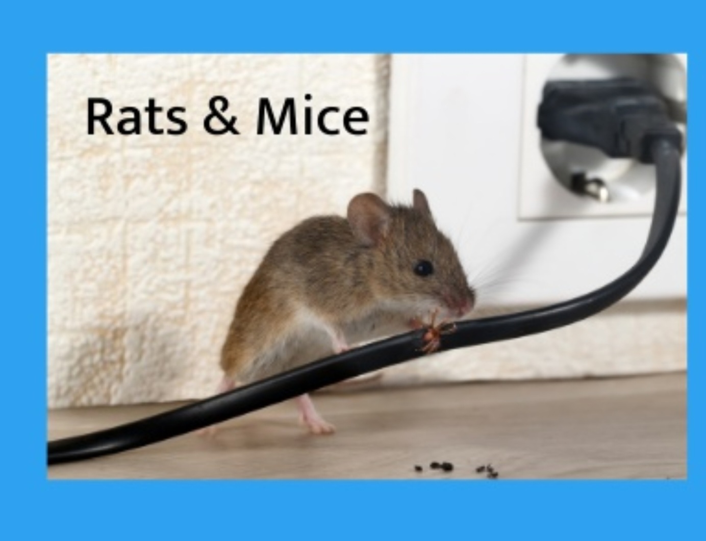 Local Pest Control Illawarra - Logo