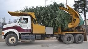 Lodestar Tree Service - Logo