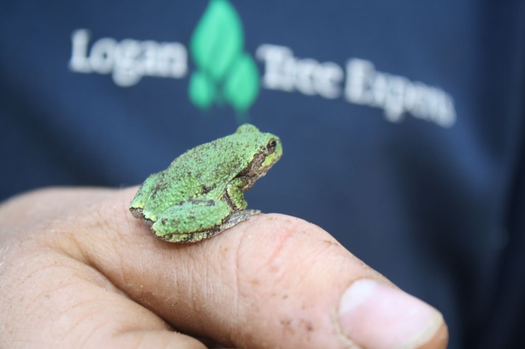 Logan Tree Experts - Cover photo