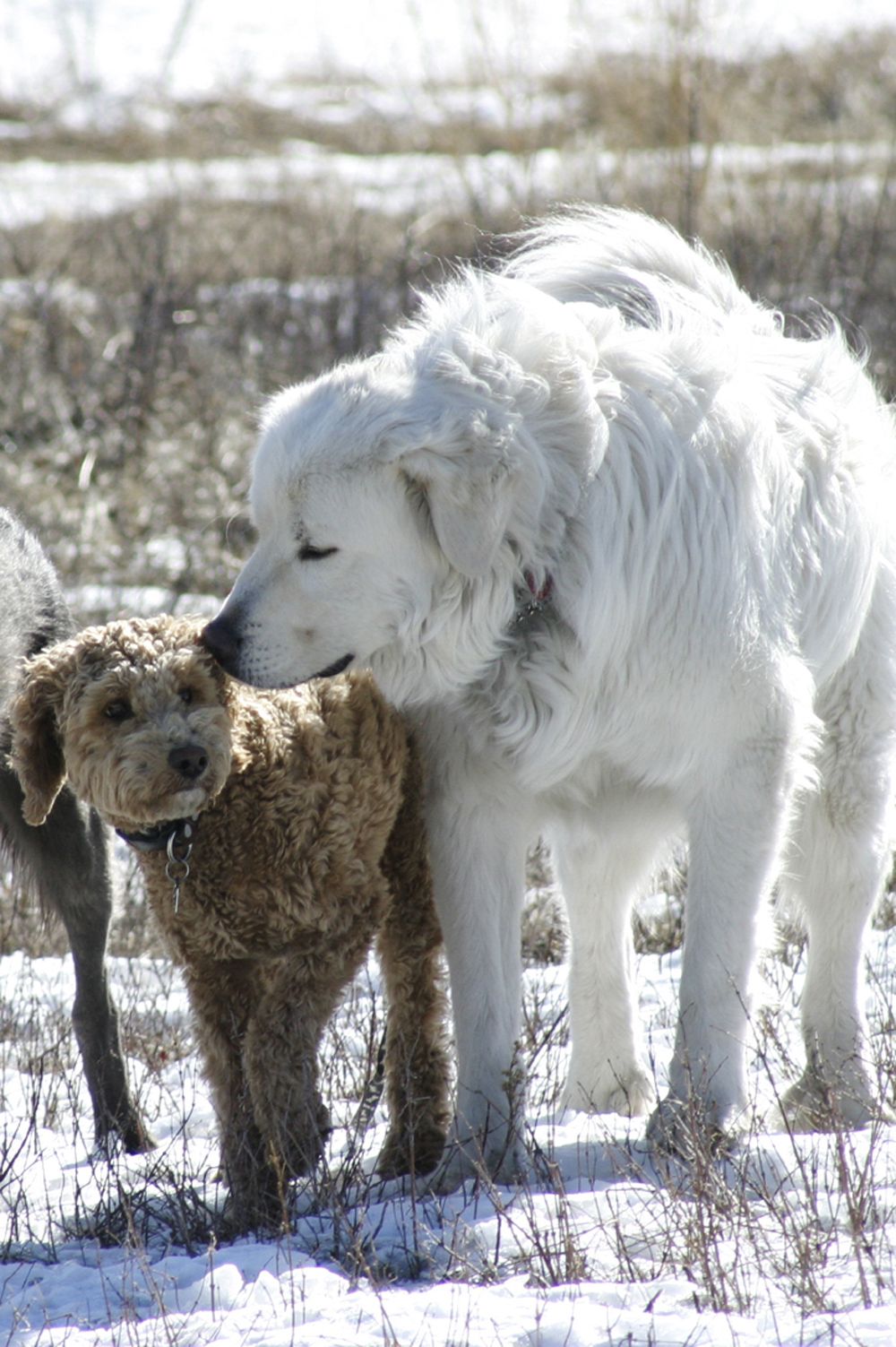 Love Your Pet - Cover photo