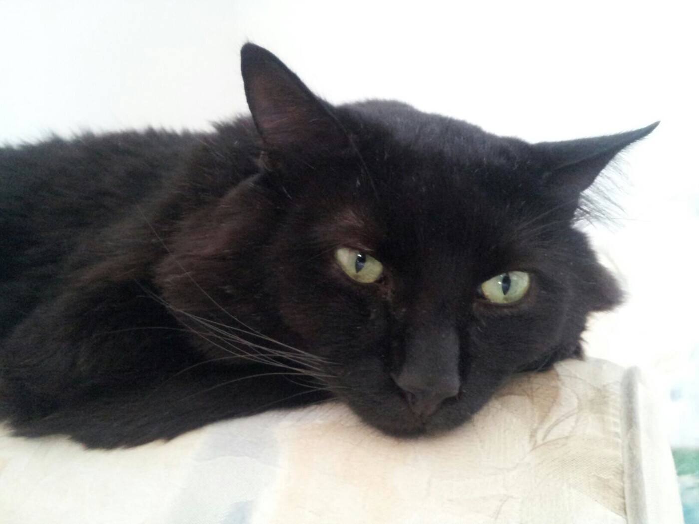 Lucky Black Cat Shoppe - Cover photo