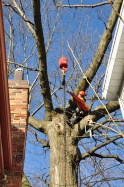 Lumberjacks Tree Service - Logo