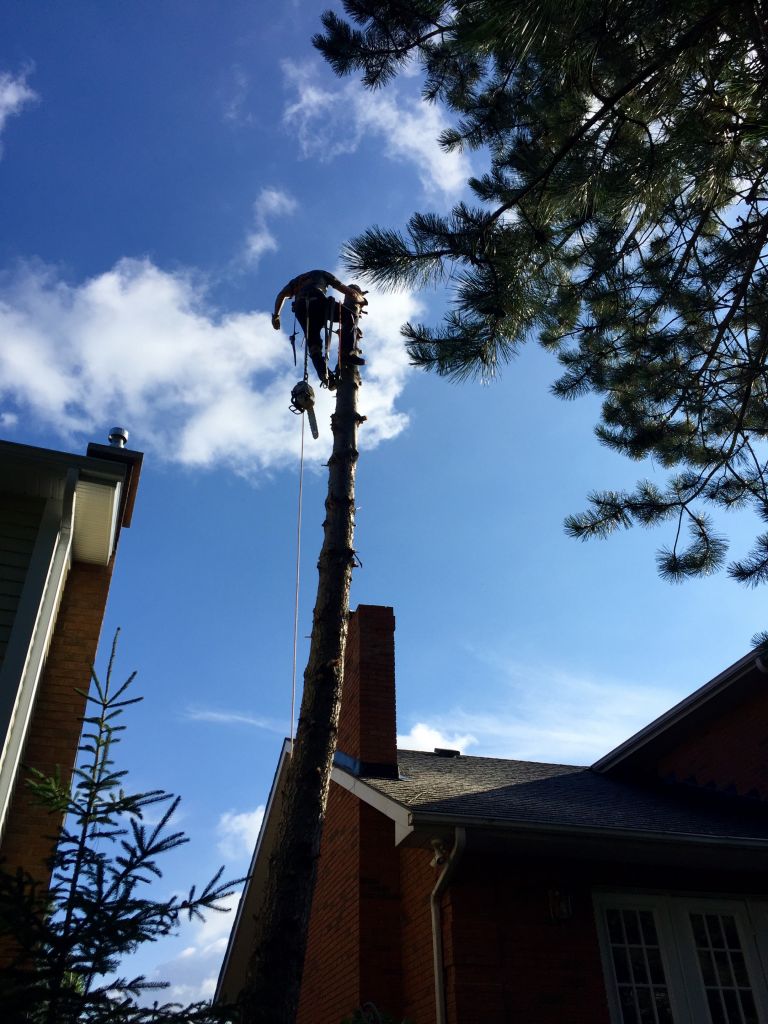 LumberJack Tree Service - Cover photo