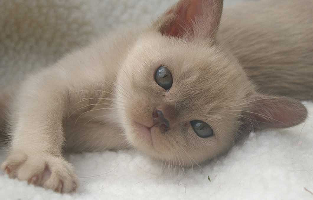 Lushei Burmese Cat Stud - Logo
