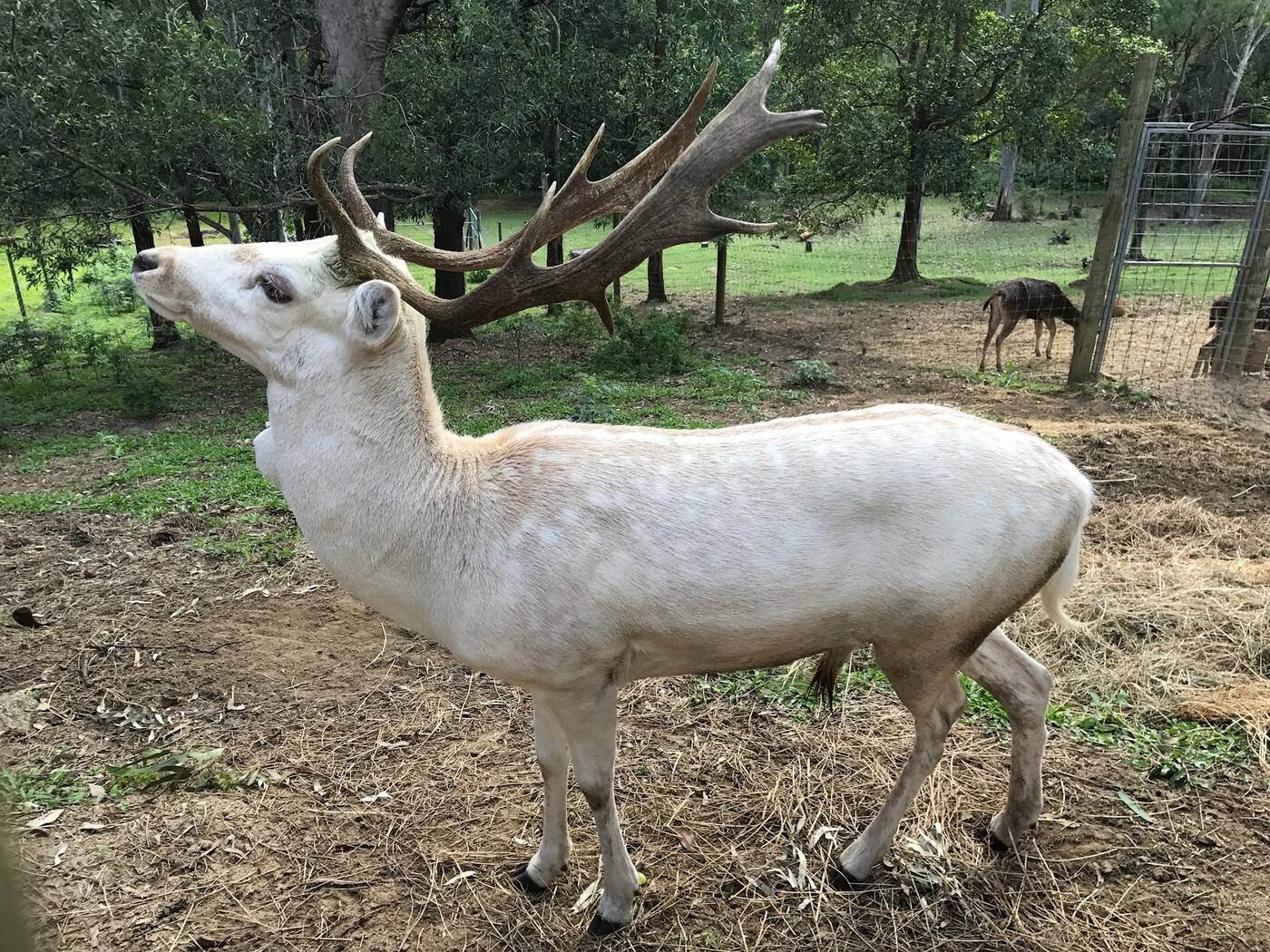 Lyell Deer Sanctuary - Cover photo