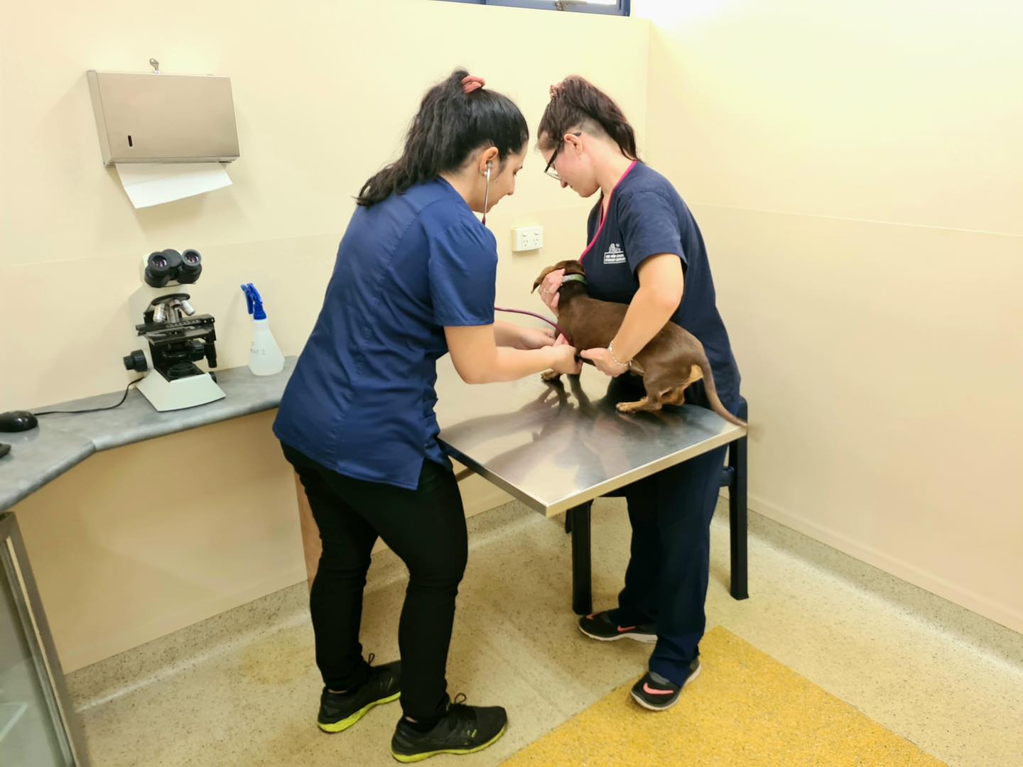 Mackay Veterinary Hospital - Logo