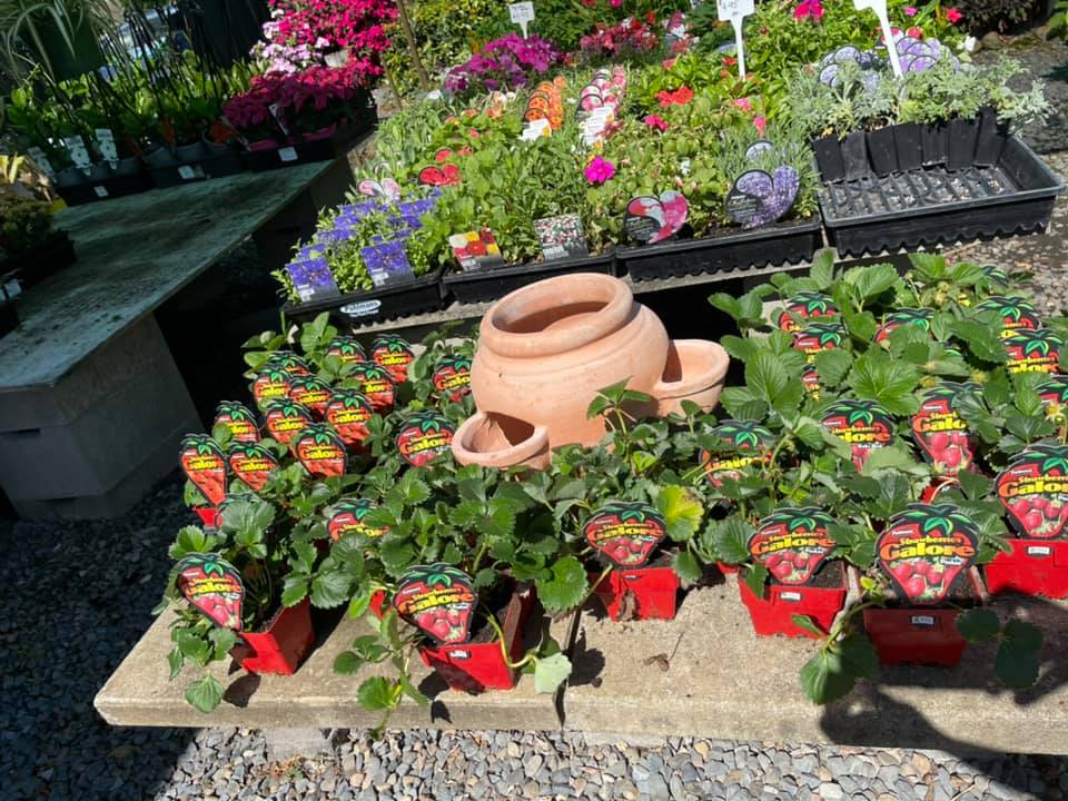 Macleay Valley Nursery - Cover photo