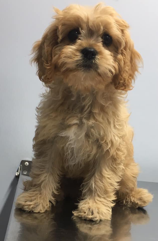 Macquarie Vetz Animal Centre - Cover photo