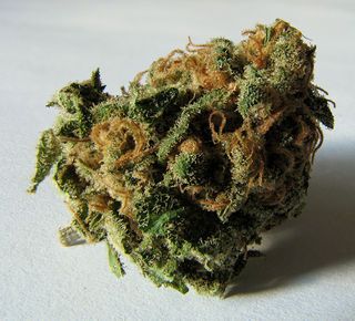 mail order marijuana Canada - Logo