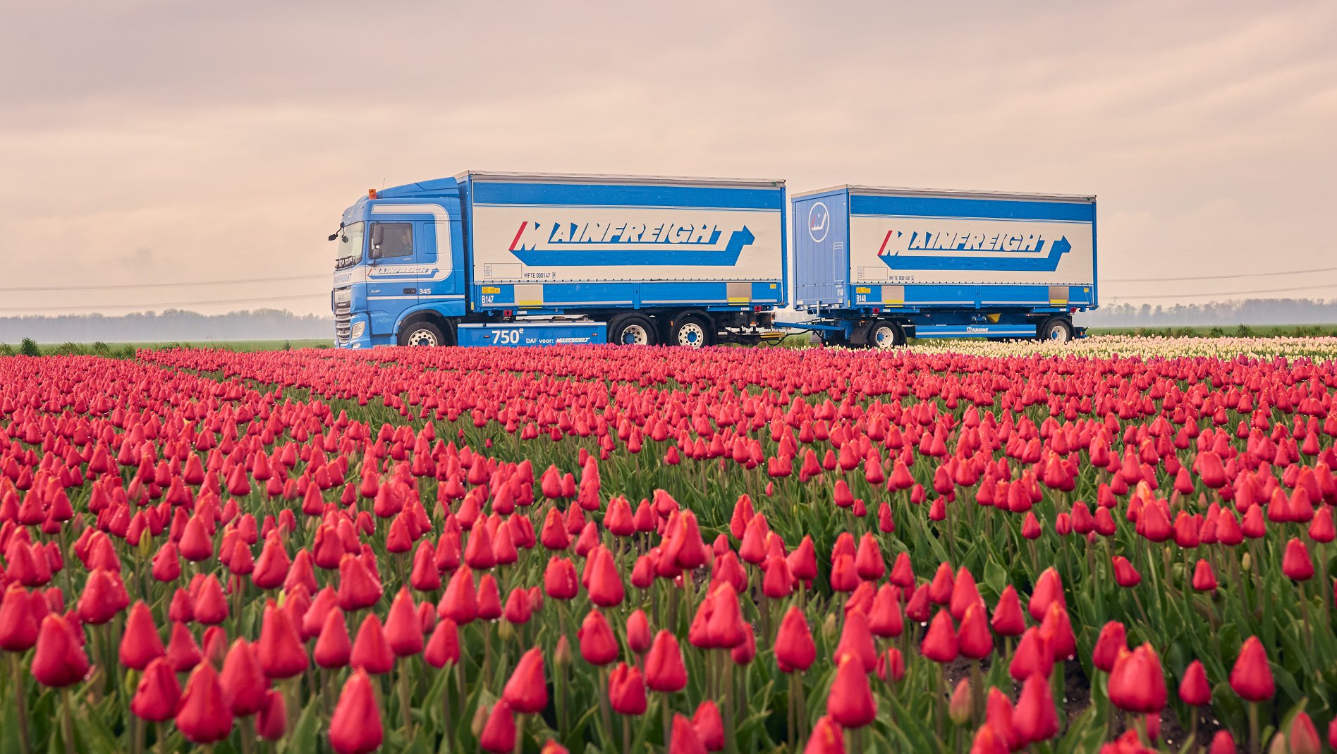 Mainfreight Transport Bendigo - Logo
