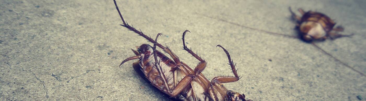 Maitland Kill a Pest - Cover photo