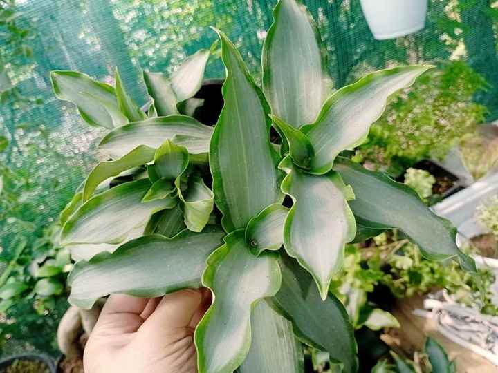 Mann Nursery - Cover photo