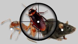 Marco Pest Control Operations - Logo