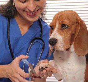 Maroochy District Animal Hospital - Cover photo