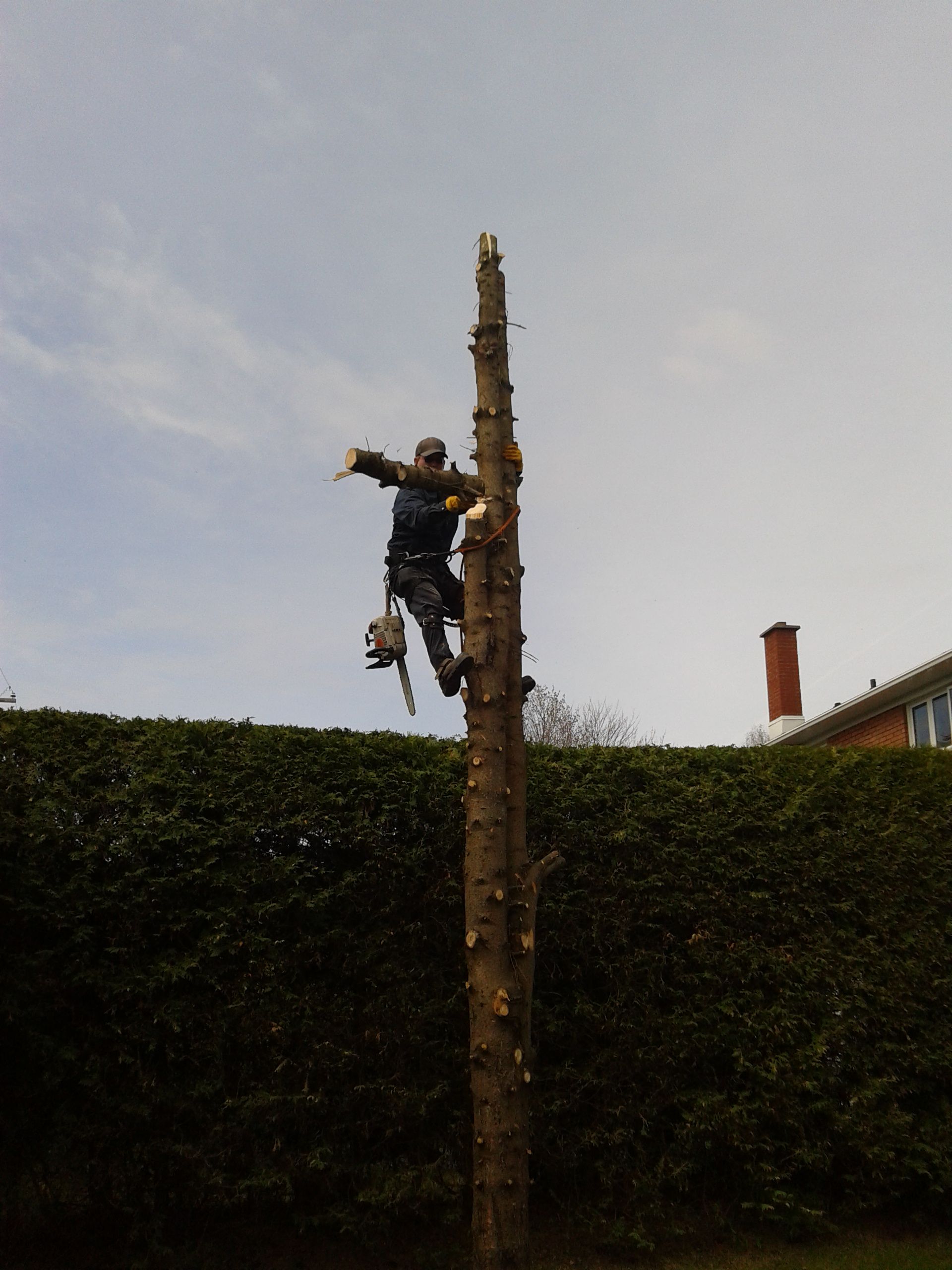 Martineau Abattage d&s;Arbres - Logo