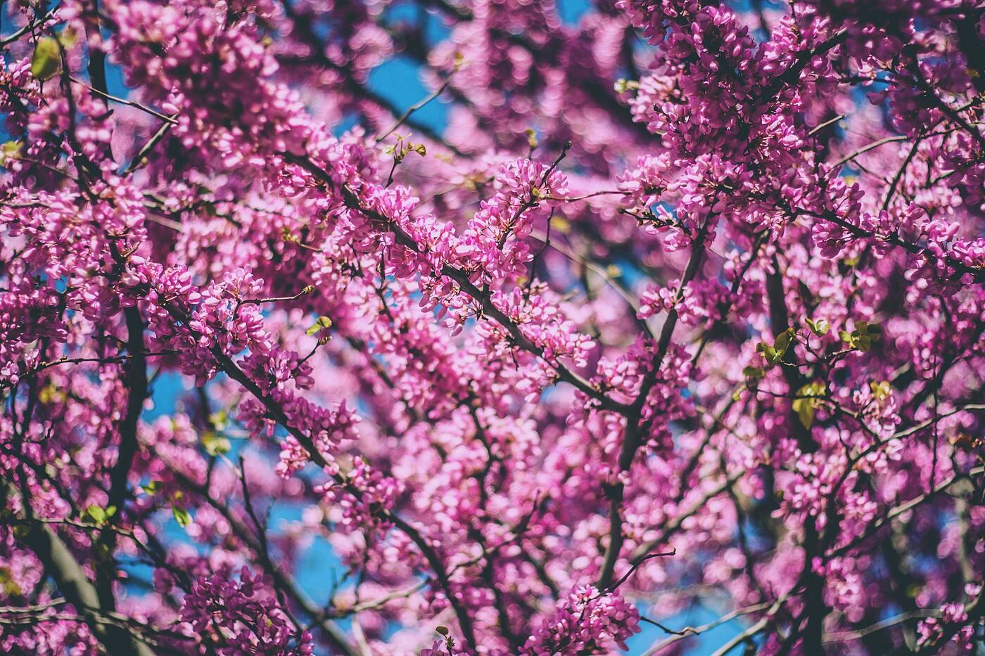 Mary Contrary Floral Design - Cover photo