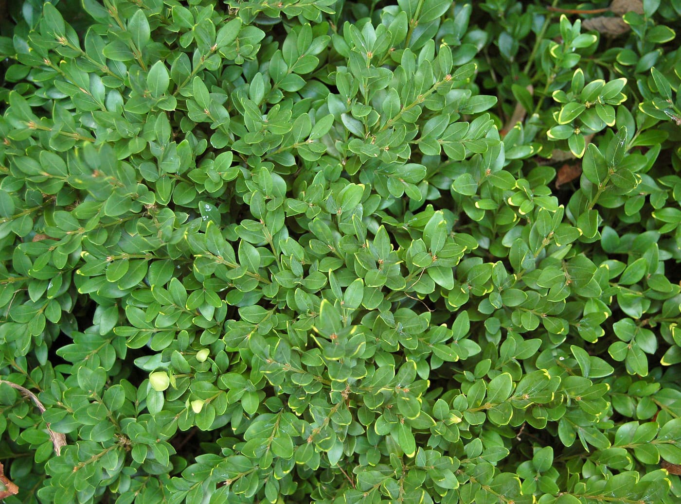 Maryvale Farm Nursery - Cover photo