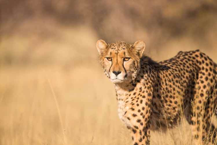 Mbasha Tours Safaries - Cover photo