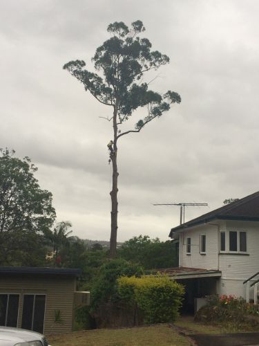 McCords Tree Services & Excavations - Cover photo