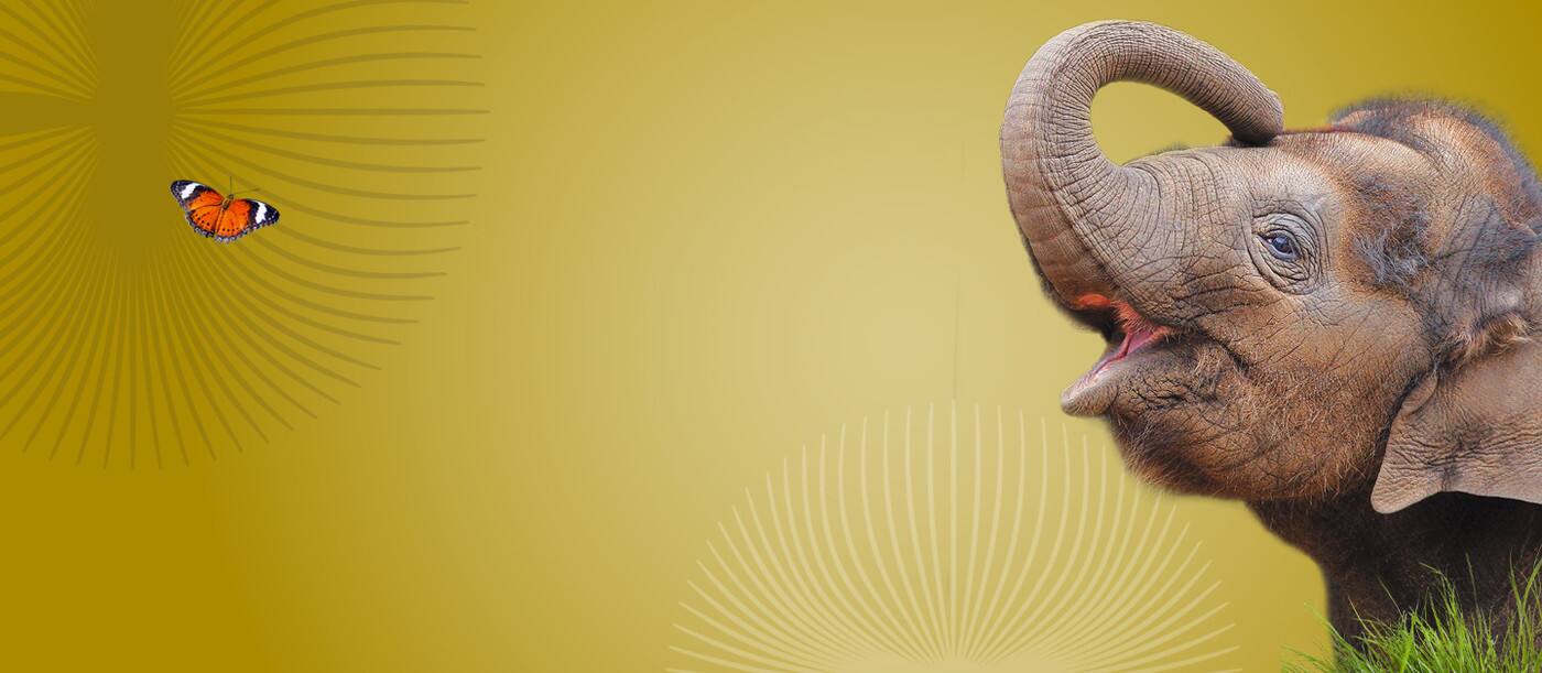 Melbourne Zoo - Cover photo