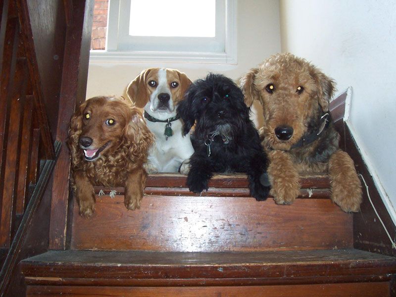 Mellow Vibes Dog Training - Cover photo