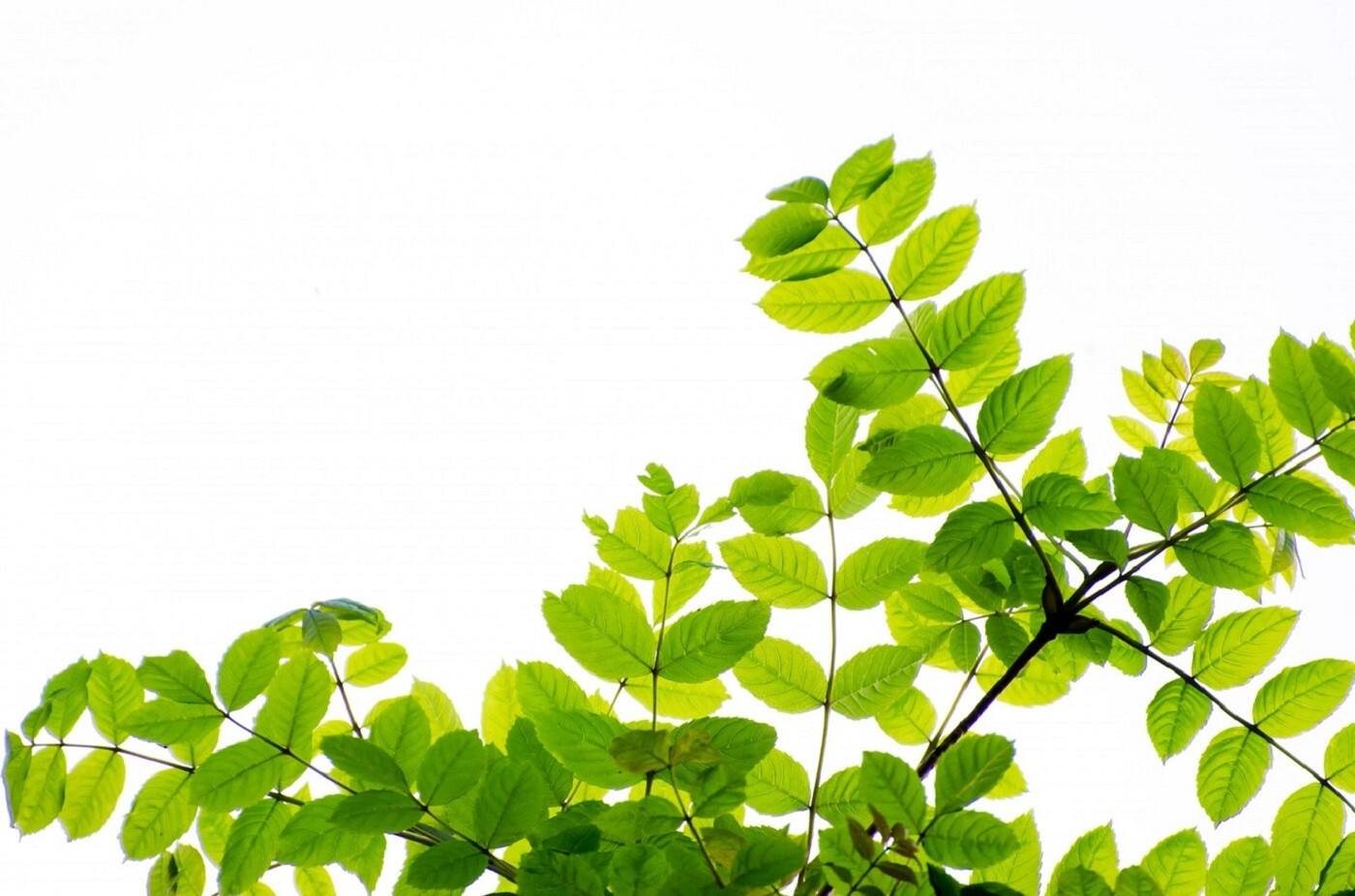 Merridy Casson Naturopath & Nutritionist. - Cover photo