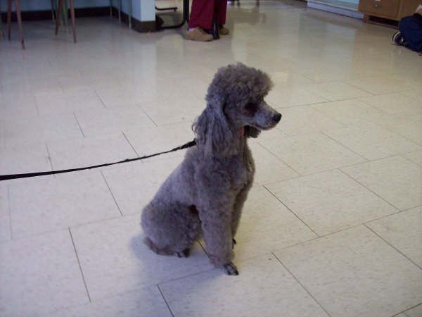 Mia&s;s Pet salon - Logo