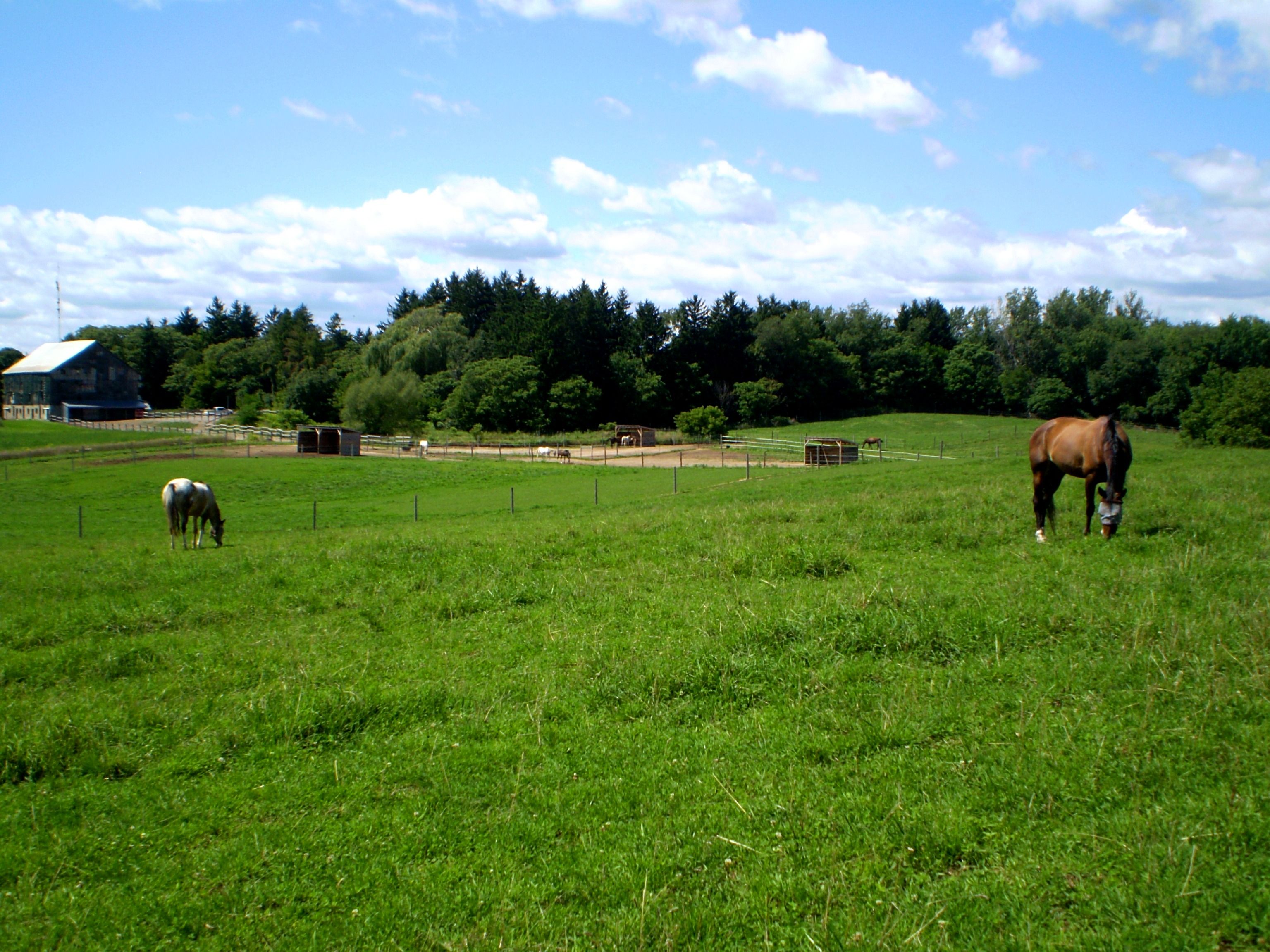 Middletown Stables - Cover photo