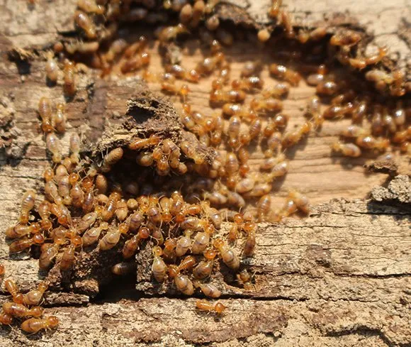 Mid North Coast Termite Inspections Pty Ltd - Cover photo