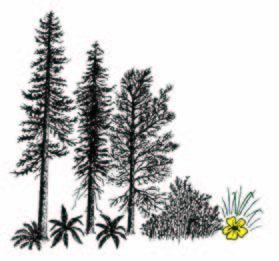 Mimulus Biological Consultants - Logo