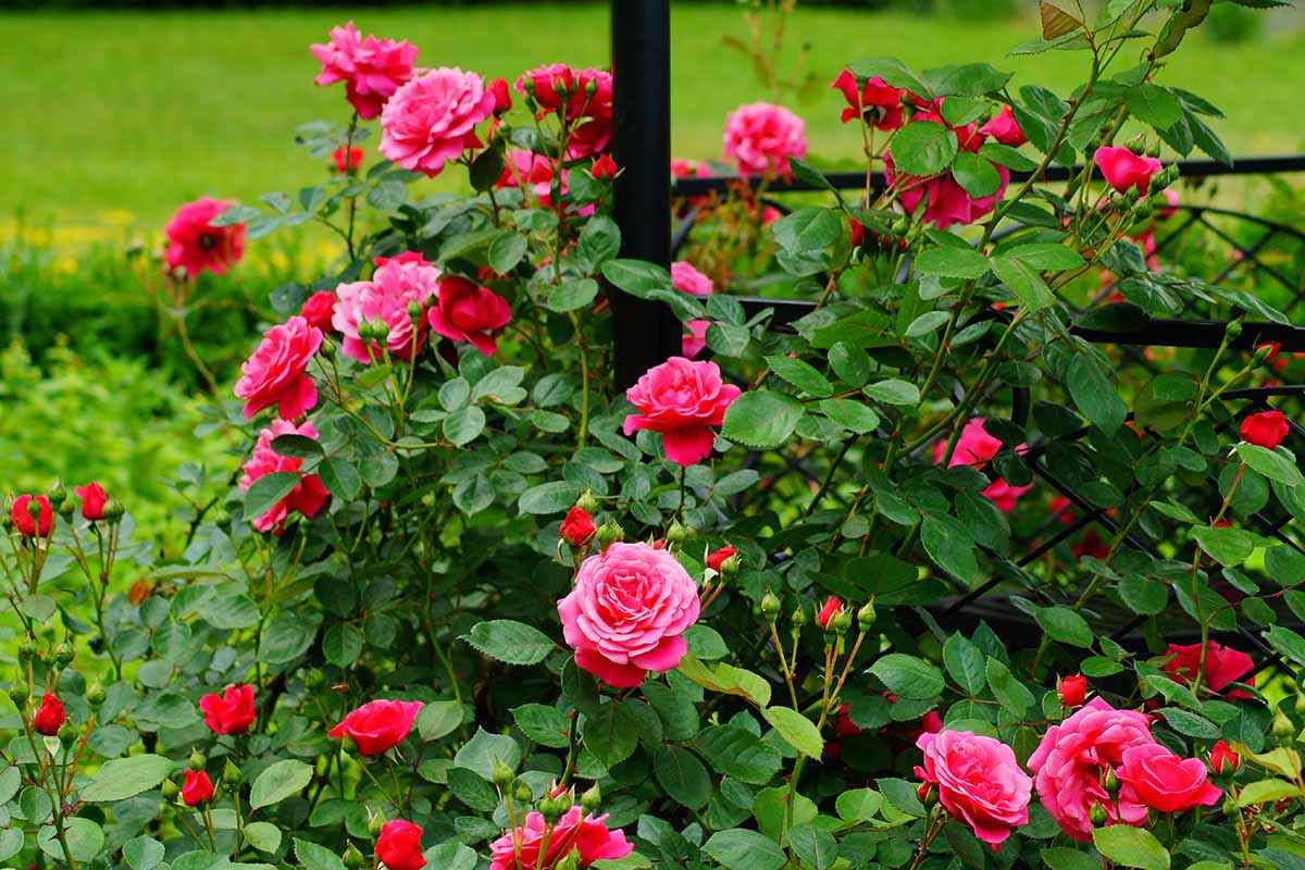 Mina Nursery - Cover photo