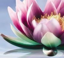 Mind Body &a; Soul Massage - Logo