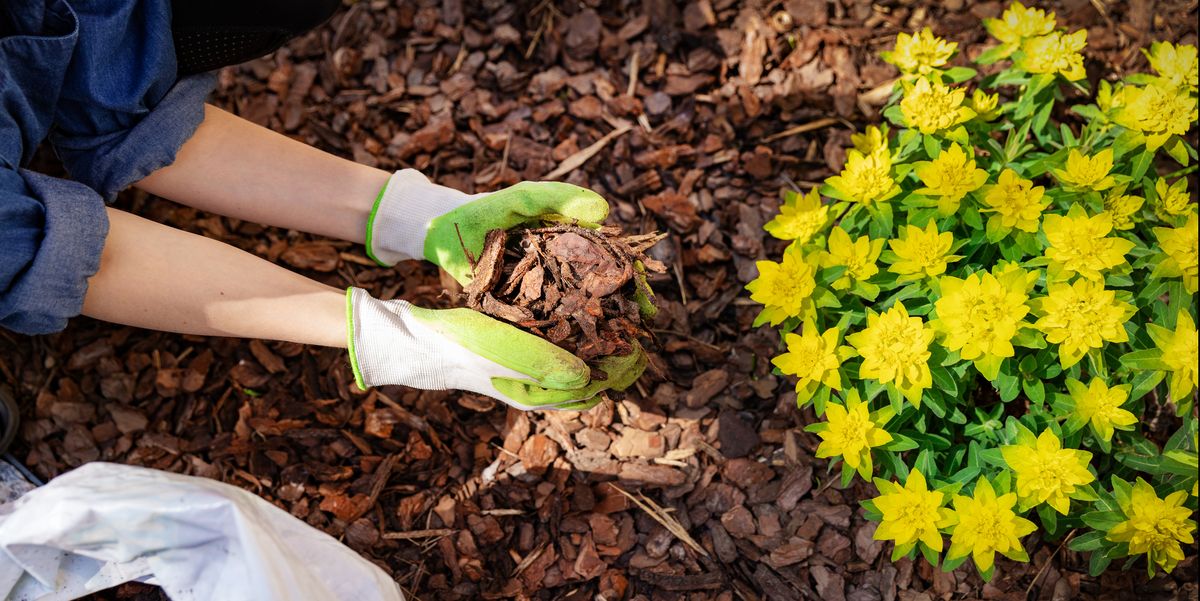 Mister Mulch - Cover photo