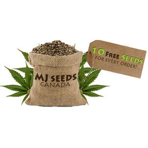 MJ Seeds Canada - Logo