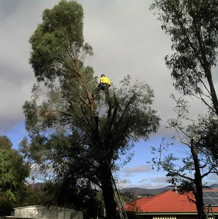 M & J Tree Surgeons - Cover photo
