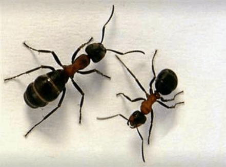 modern pest control - Cover photo