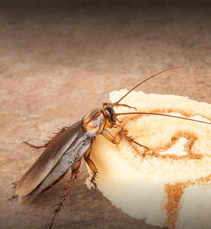 Modern Pest Solutions - Cover photo