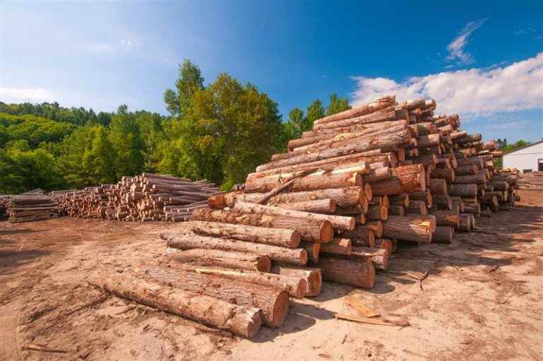 Modern Timber Industries - Cover photo