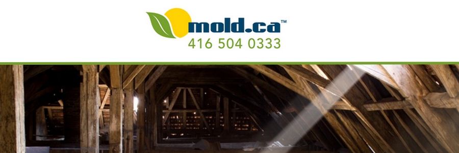 Mold.ca - Cover photo