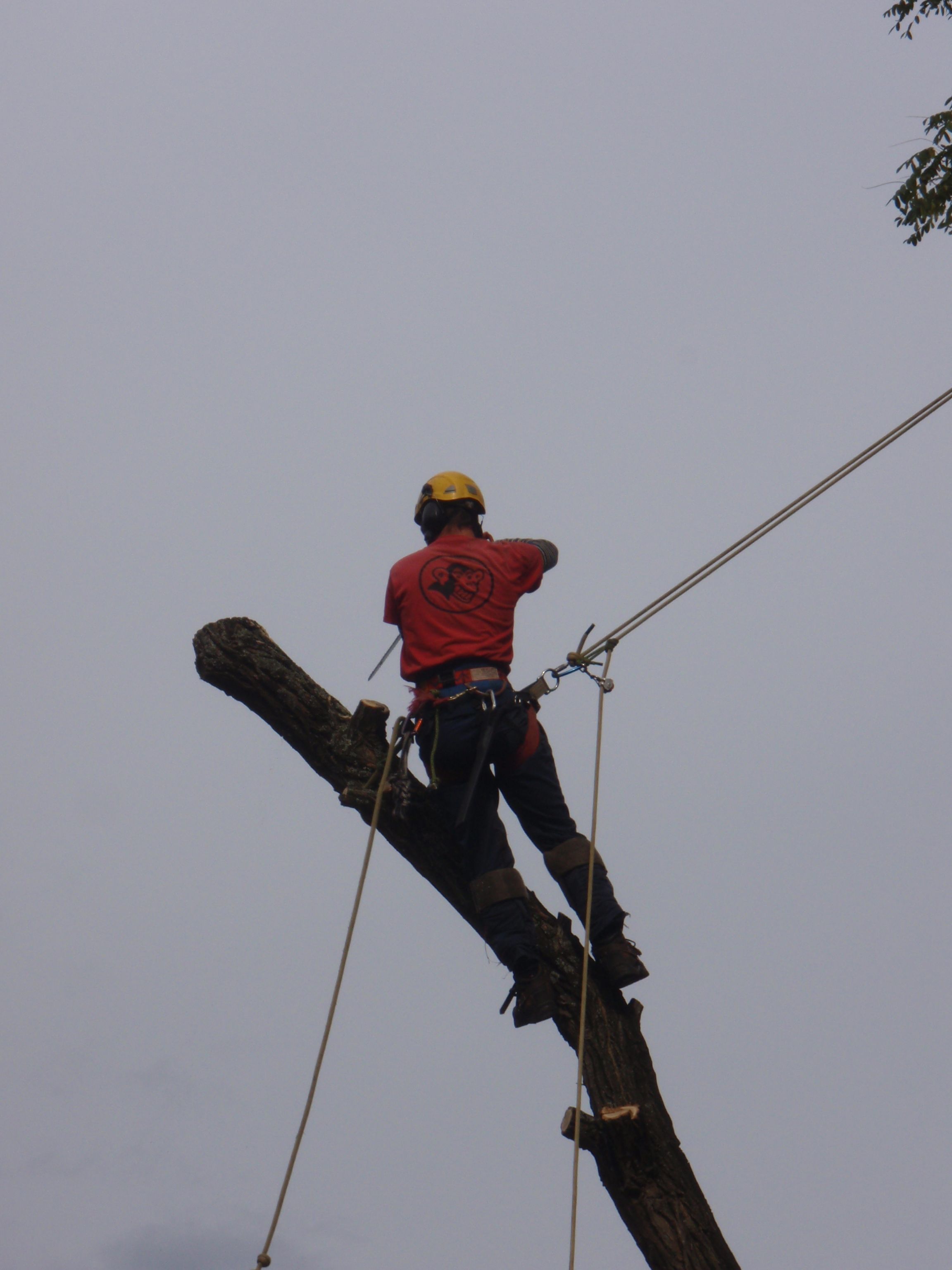Monkey Tree Services - Logo