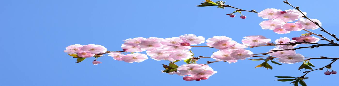 Monnie Hooper Reiki Master/Teacher - Cover photo
