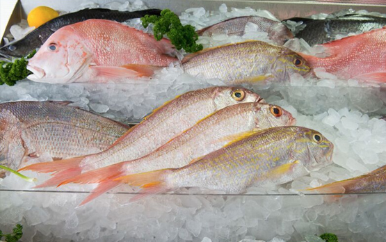 Mooloolaba Fish Market - Logo
